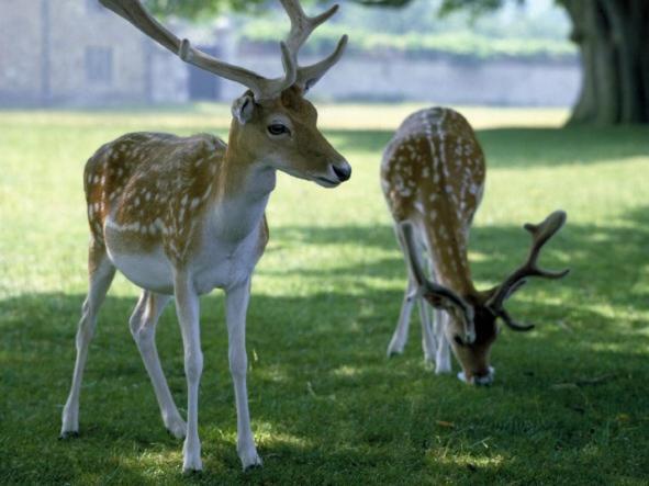 Knole B&B Sevenoaks Luaran gambar